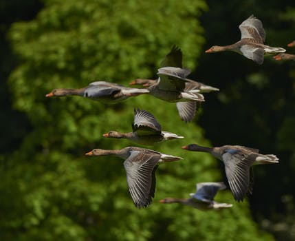 flock-of-birds-canada-geese-geese-wing-55832